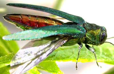 Landscape Maintenance Services, New Jersey, Pest control